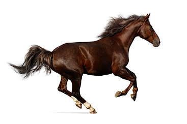 horser